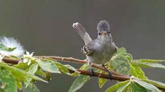 Southern Beardless Tyrannulet