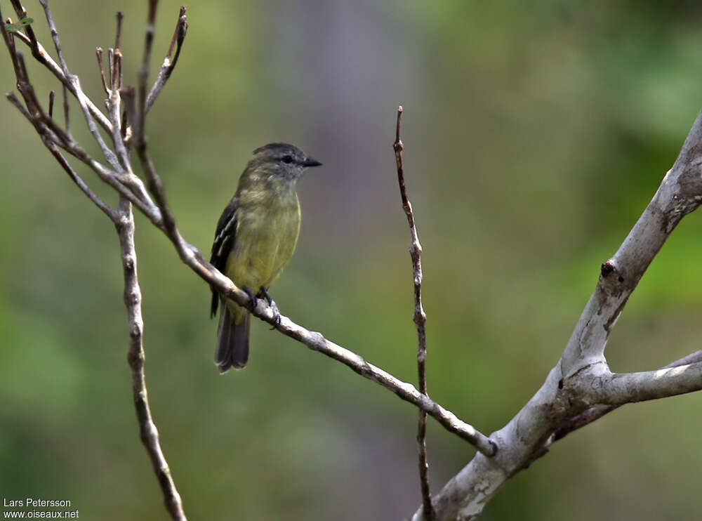 Yellow-crowned Tyrannulet, habitat, pigmentation