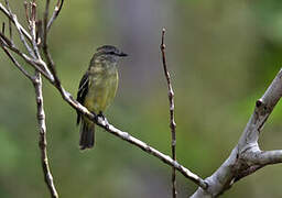 Yellow-crowned Tyrannulet