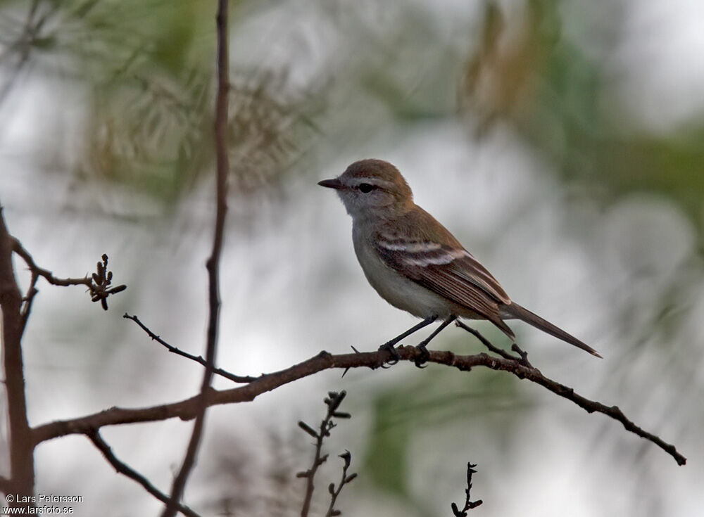 Mouse-colored Tyrannulet