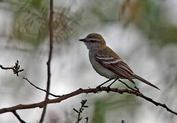 Mouse-colored Tyrannulet