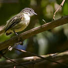 Tyranneau vif
