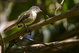 Guianan Tyrannulet