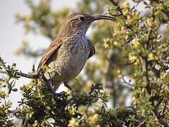 Scale-throated Earthcreeper