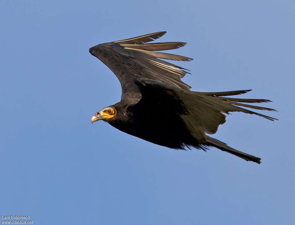 Lesser Yellow-headed Vultureadult, Flight