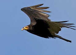 Lesser Yellow-headed Vulture