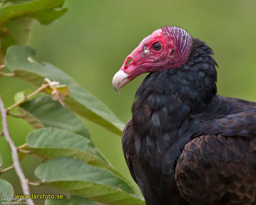 Urubu à tête rougeadulte, portrait