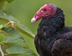 Turkey Vulture