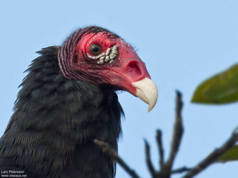 Turkey Vultureadult, close-up portrait