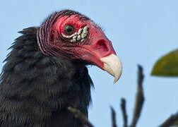 Turkey Vulture