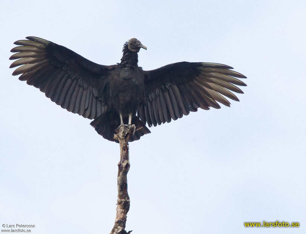 Black Vulture