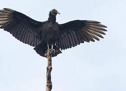 Black Vulture