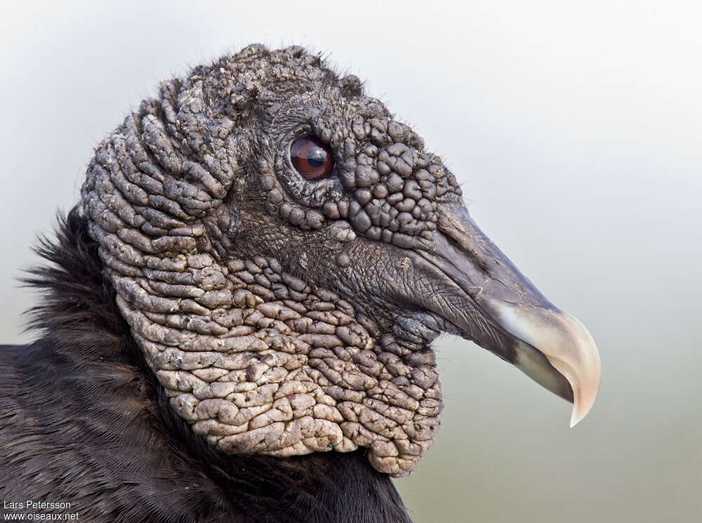 Black Vultureadult, close-up portrait