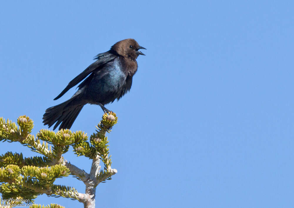 Vacher à tête brune mâle adulte, habitat, chant