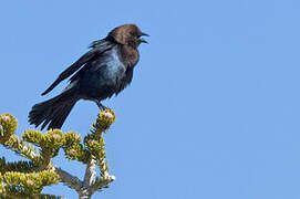 Brown-headed Cowbird