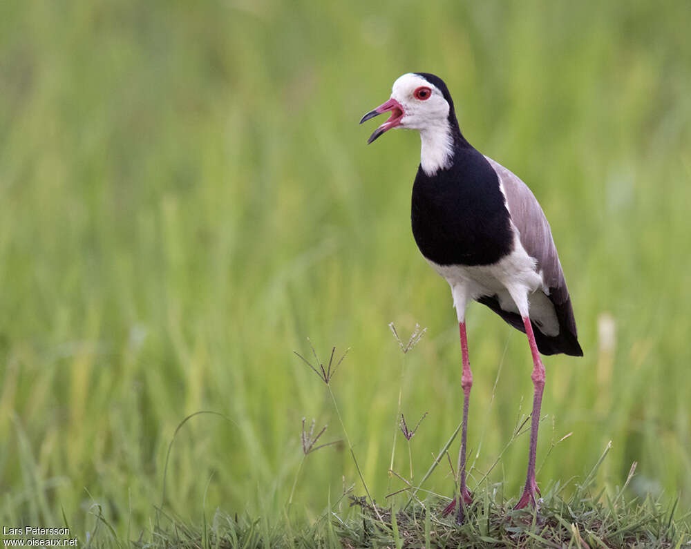 Long-toed Lapwingadult, song