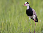 Vanneau à ailes blanches