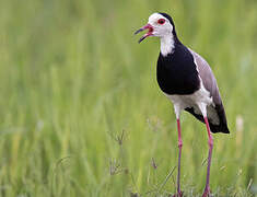 Long-toed Lapwing