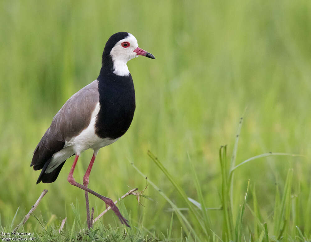 Long-toed Lapwingadult, identification