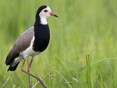 Long-toed Lapwing