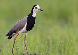 Long-toed Lapwing