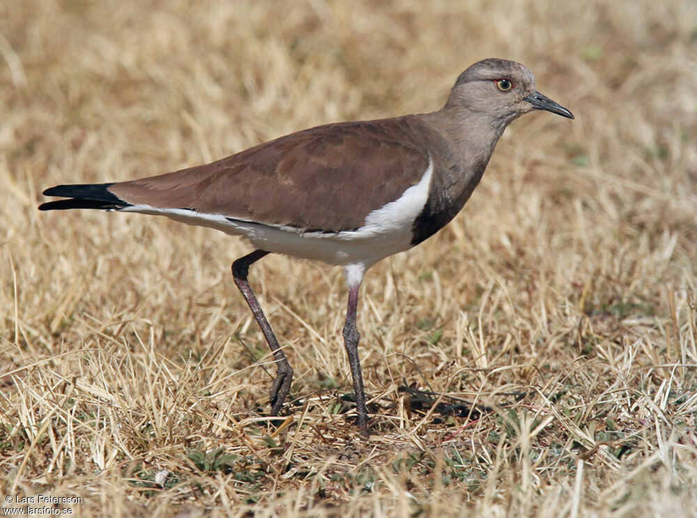 Vanneau à ailes noires