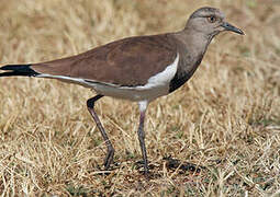 Black-winged Lapwing