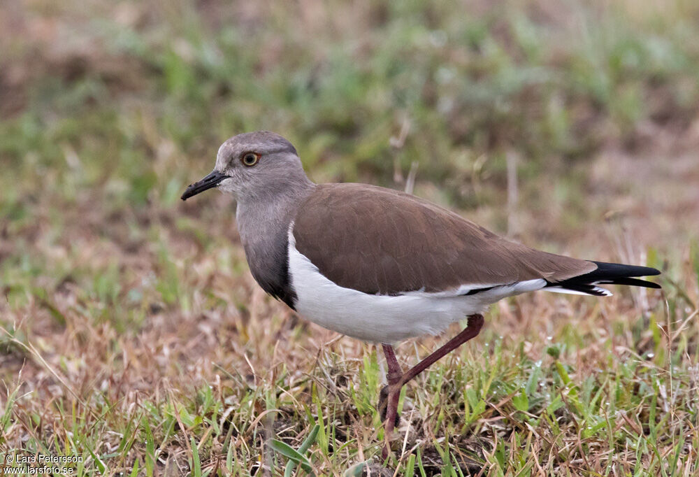 Black-winged Lapwing