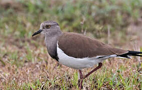 Black-winged Lapwing