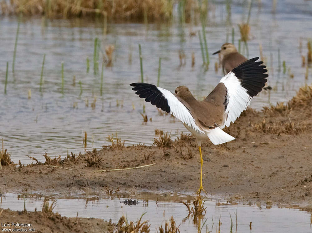 White-tailed Lapwingadult, aspect, pigmentation, Behaviour