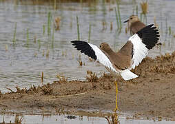 White-tailed Lapwing