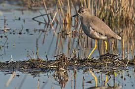 White-tailed Lapwing