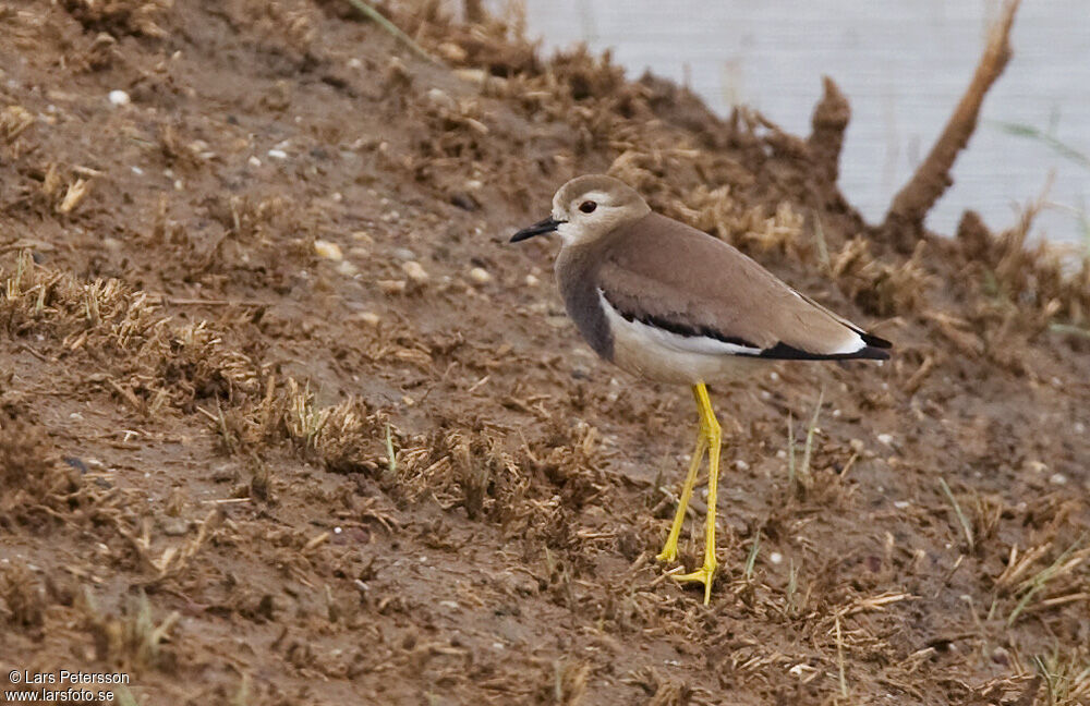 White-tailed Lapwing