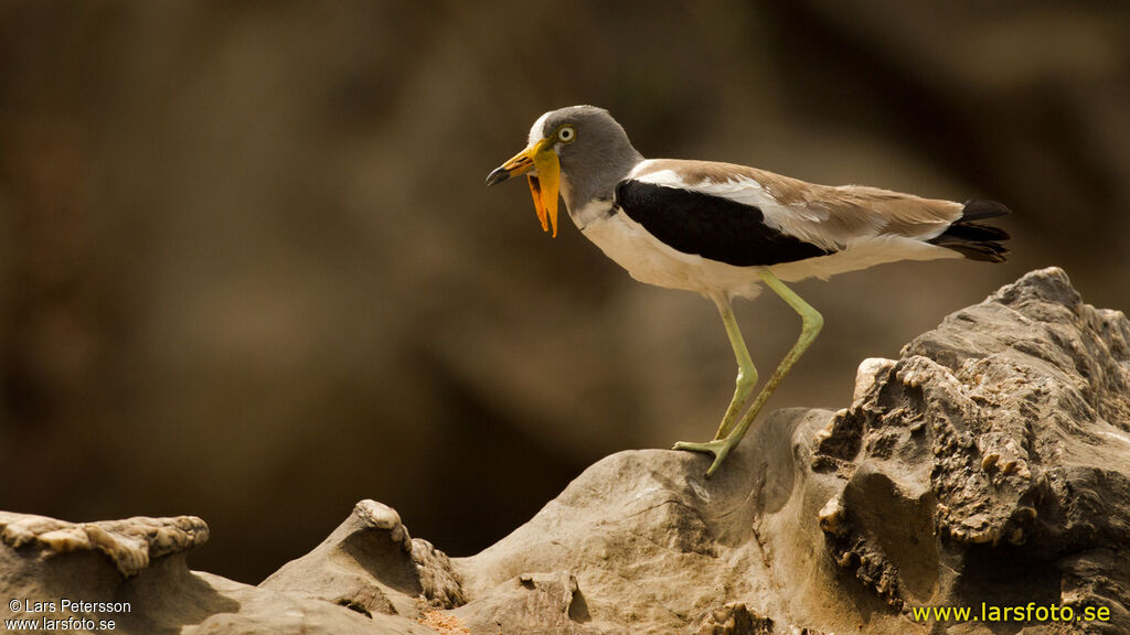 White-crowned Lapwing