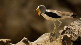 White-crowned Lapwing