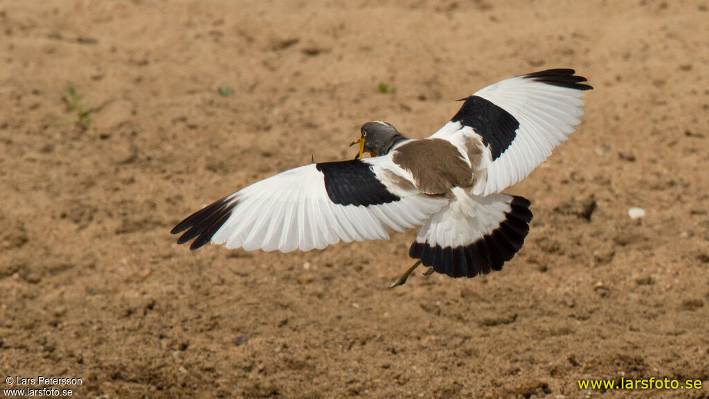 White-crowned Lapwing