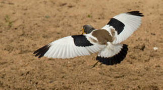 White-crowned Lapwing