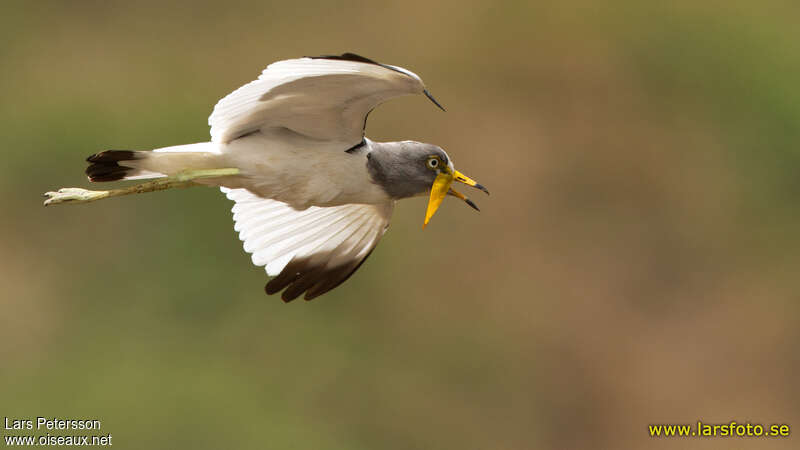 White-crowned Lapwingadult, Flight
