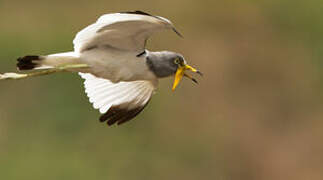 White-crowned Lapwing