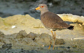 Grey-headed Lapwing