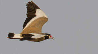 Black-headed Lapwing