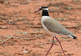 Black-headed Lapwing