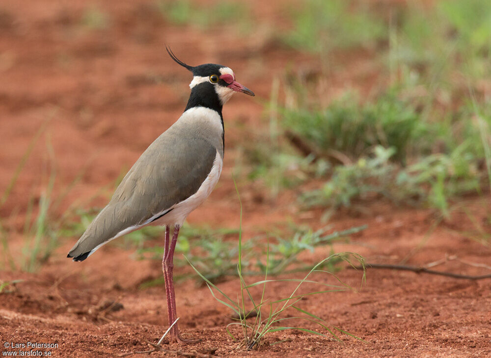 Black-headed Lapwing