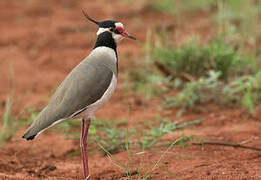 Black-headed Lapwing