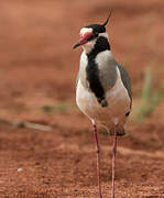 Black-headed Lapwing