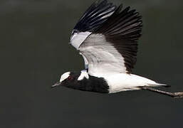 Blacksmith Lapwing