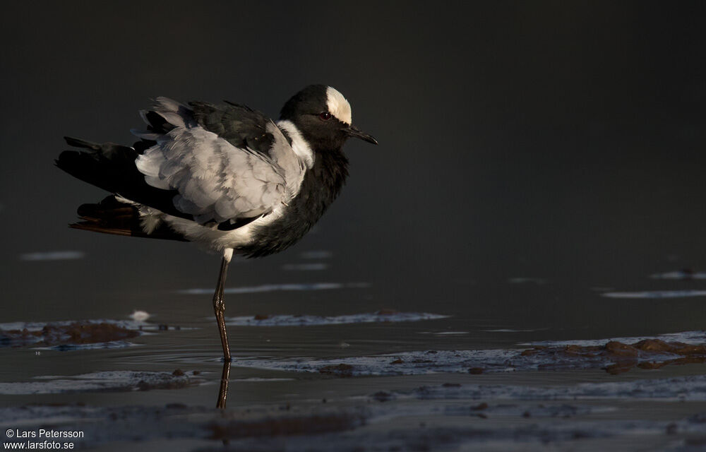 Blacksmith Lapwing