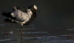 Blacksmith Lapwing