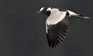 Blacksmith Lapwing