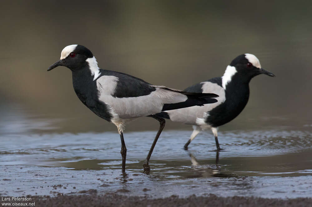 Blacksmith Lapwing, pigmentation